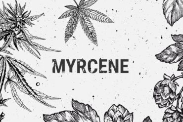 Myrcene cannabis