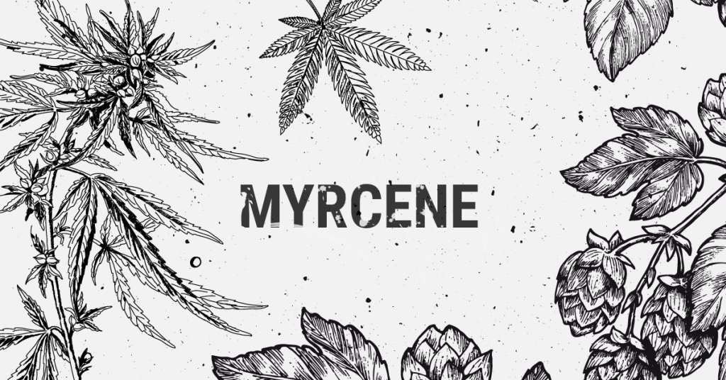 Myrcene cannabis