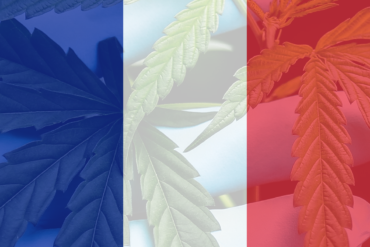 French flag cannabis plant