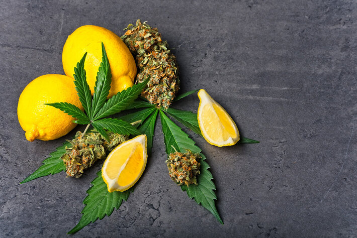 limonene cannabis marijuana CBD hemp terpene