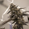 Cannabis science research